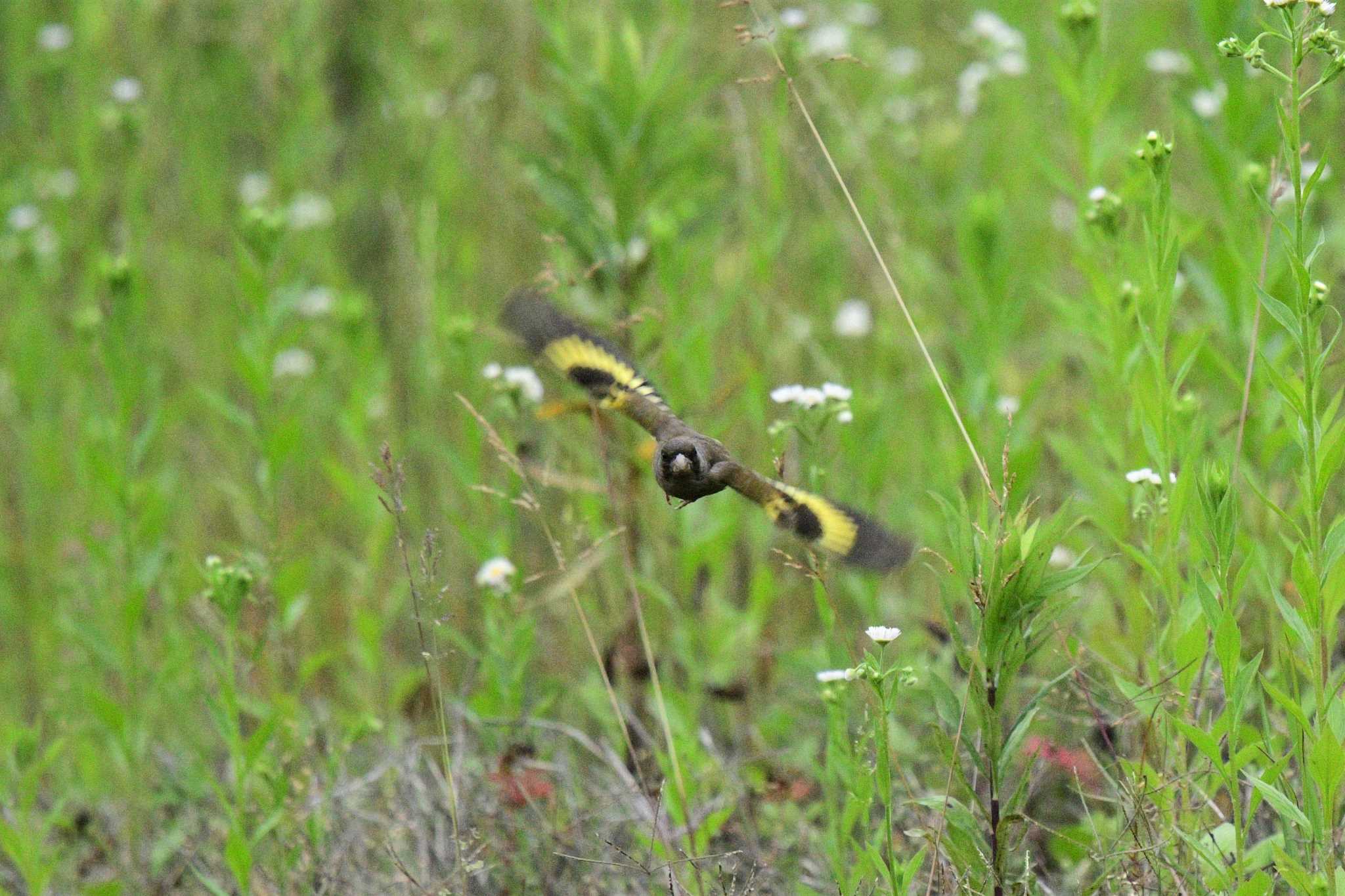 愛媛県新居浜市 カワラヒワの写真 by でみこ