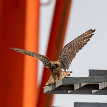 チョウゲンボウ 埼玉県 2020年6月3日(水)