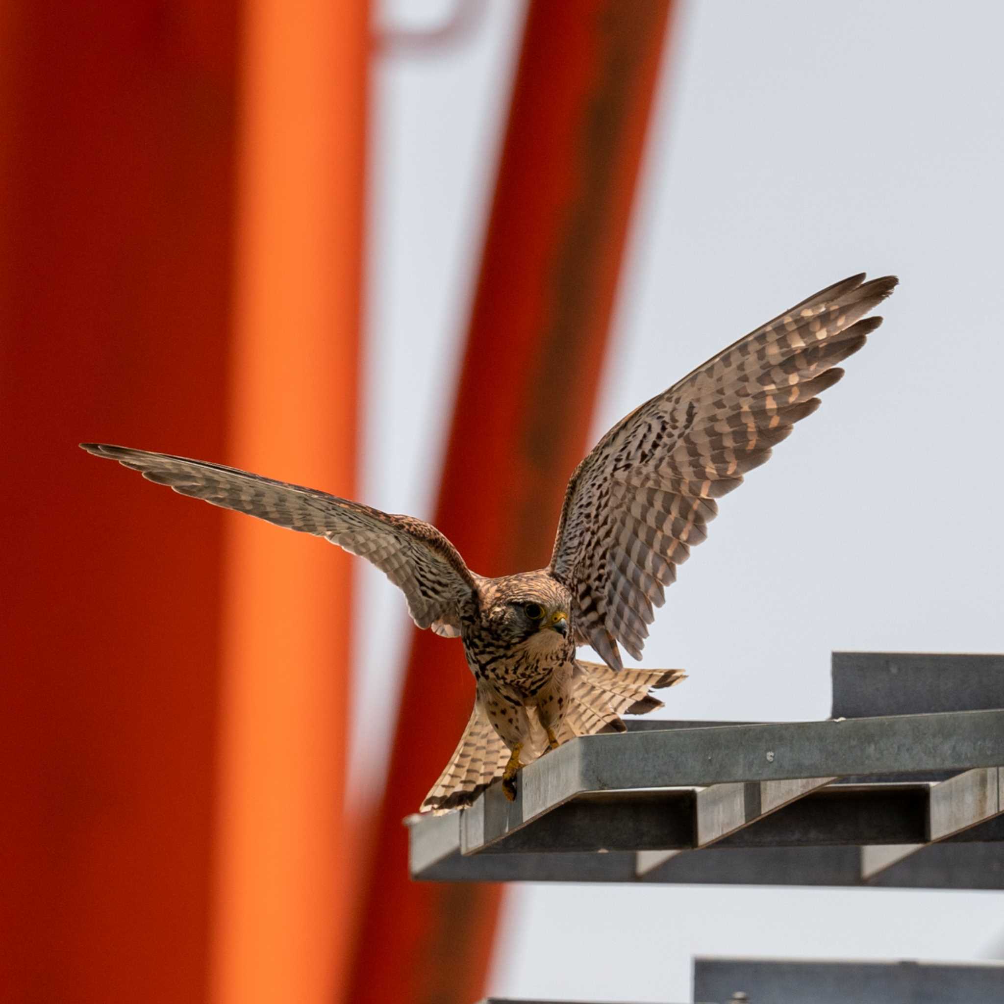 埼玉県 チョウゲンボウの写真 by bow_wow.69chan