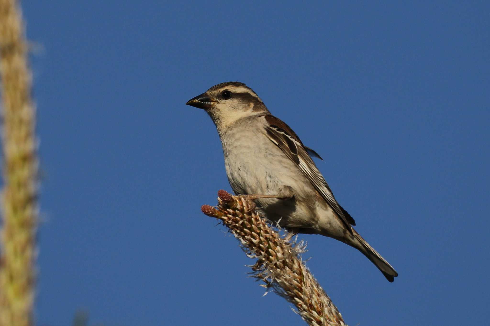 Russet Sparrow