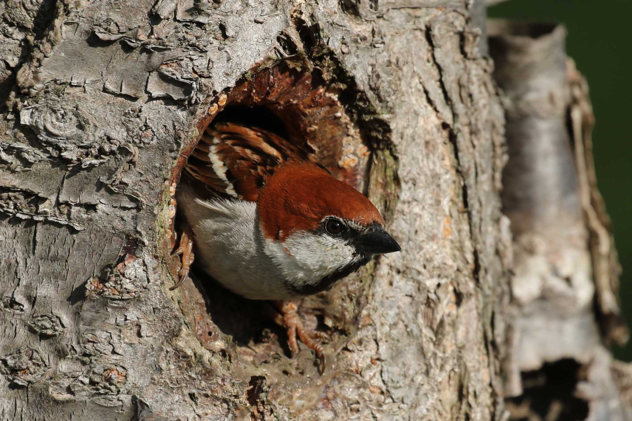 Russet Sparrow