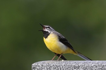 Wed, 6/3/2020 Birding report at 北海道 函館市 東山