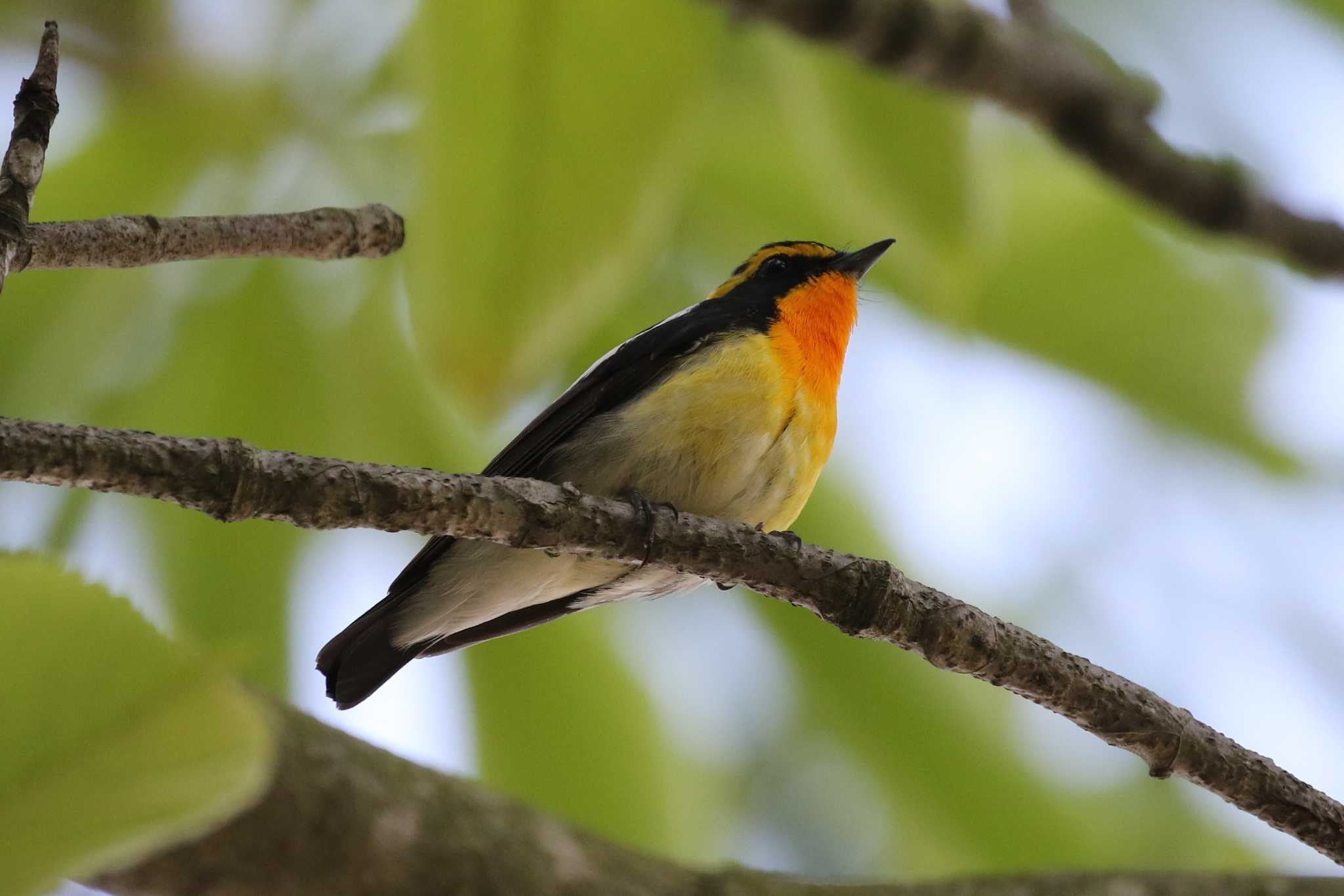 Narcissus Flycatcher