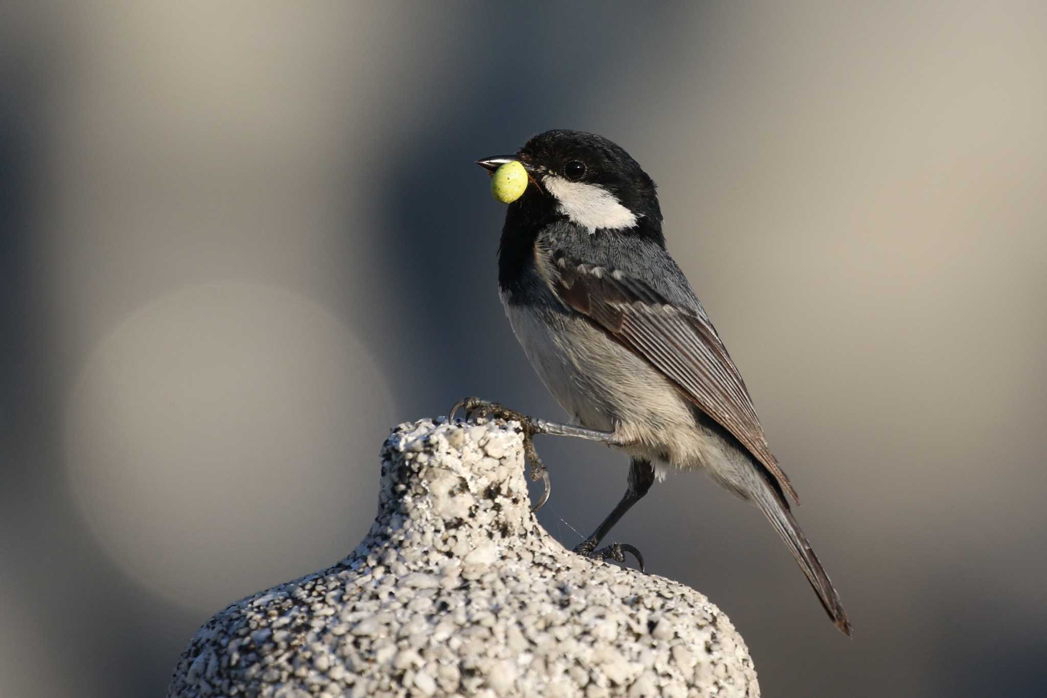 Coal Tit