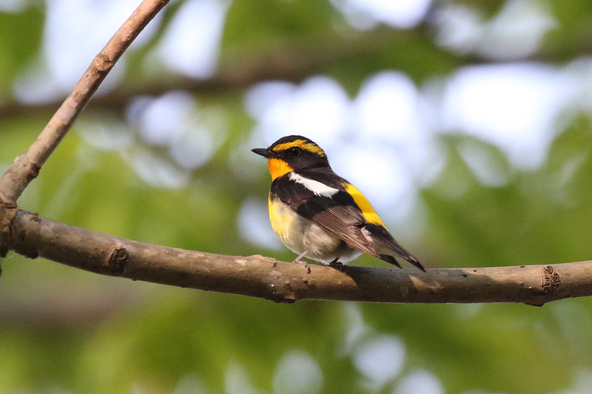 Narcissus Flycatcher