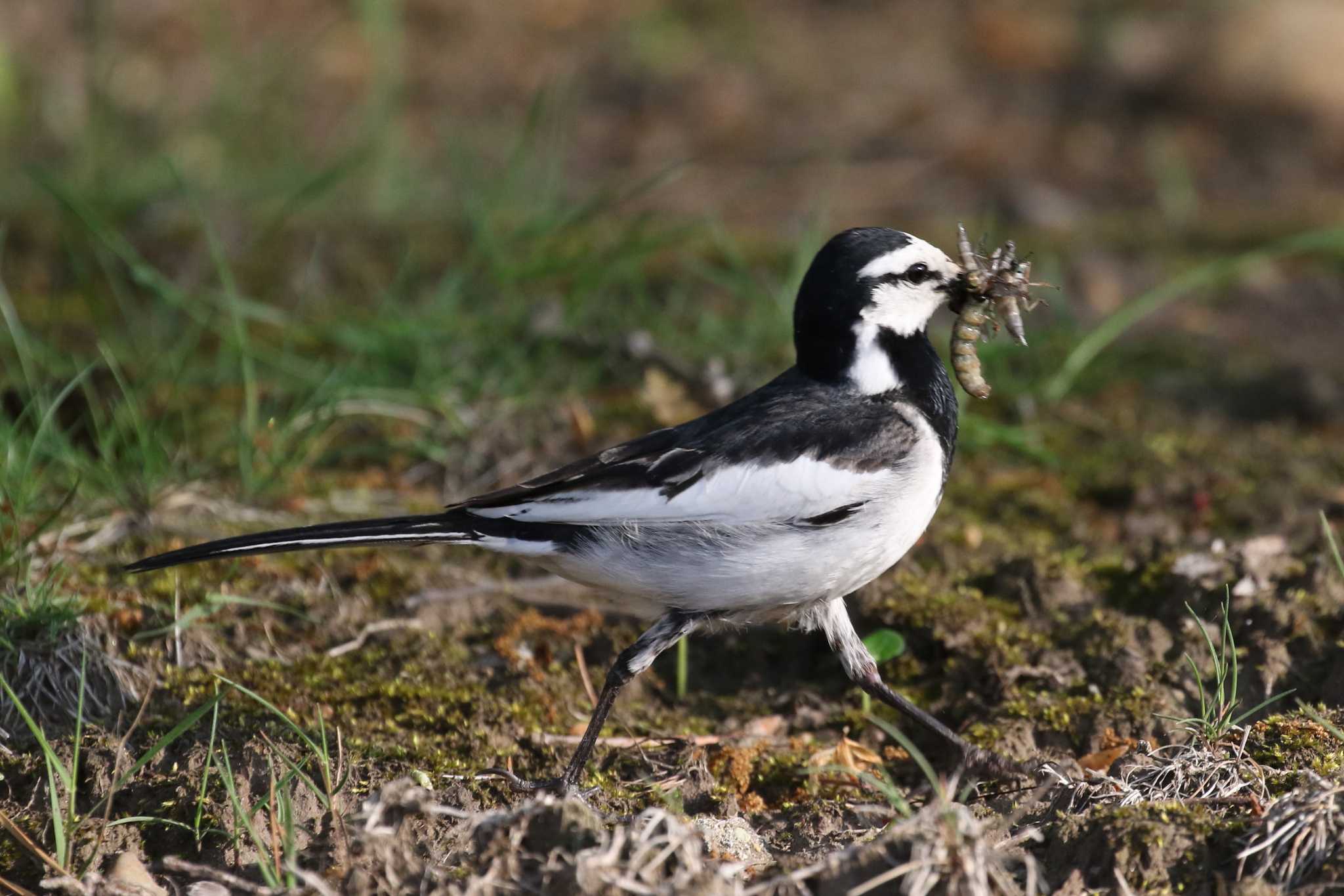 White Wagtail