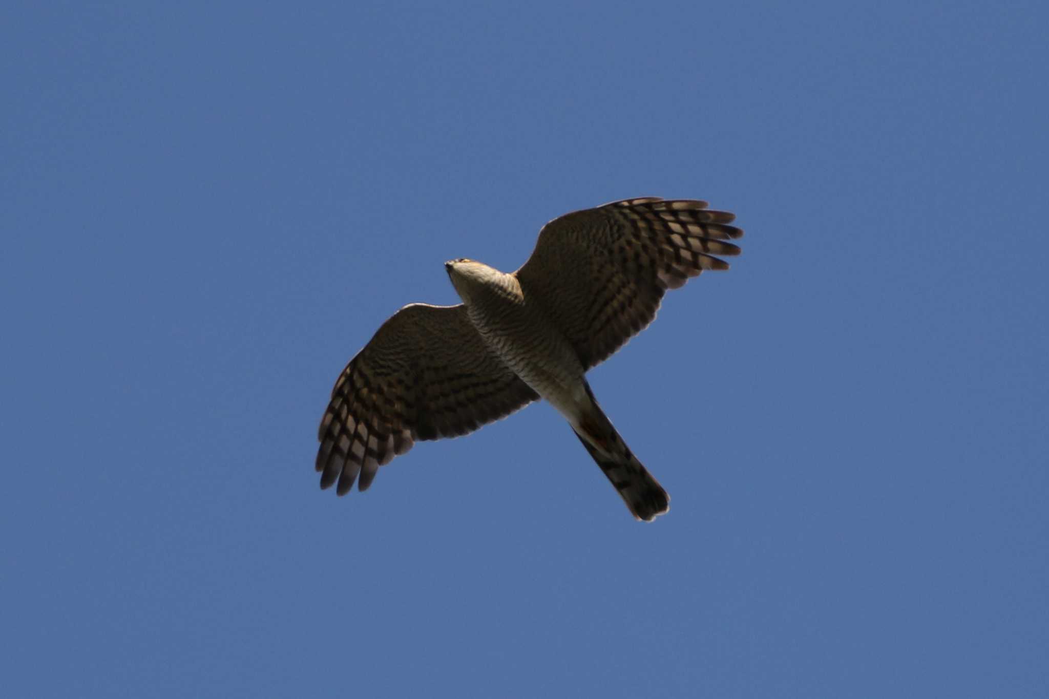 Eurasian Sparrowhawk