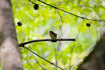 キビタキ 有珠善光寺自然公園 2020年6月3日(水)