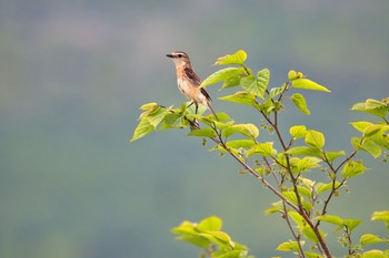 2020年6月3日(水) 有珠の野鳥観察記録