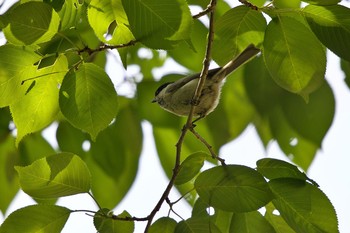 ハシブトガラ 有珠善光寺自然公園 2020年6月3日(水)