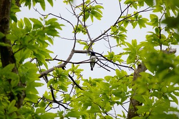 オオルリ 有珠善光寺自然公園 2020年6月3日(水)