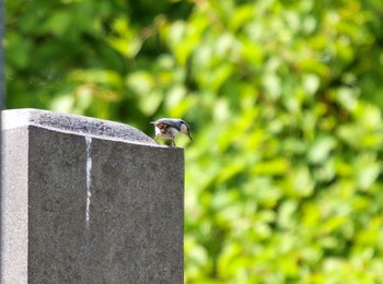 Wed, 6/3/2020 Birding report at 有珠善光寺自然公園