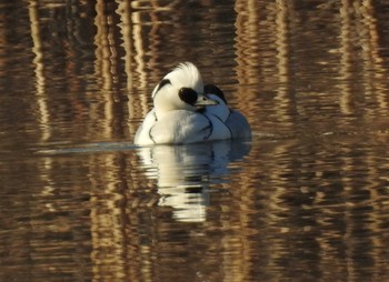 Smew Shin-yokohama Park Mon, 2/10/2020