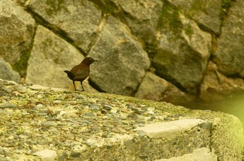 カワガラス 陣馬山 2020年5月24日(日)