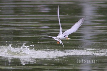 Little Tern 城北公園 Thu, 6/4/2020