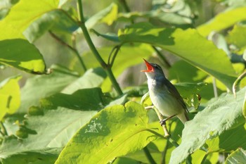 Oriental Reed Warbler 北海道江差町 Sat, 6/16/2018