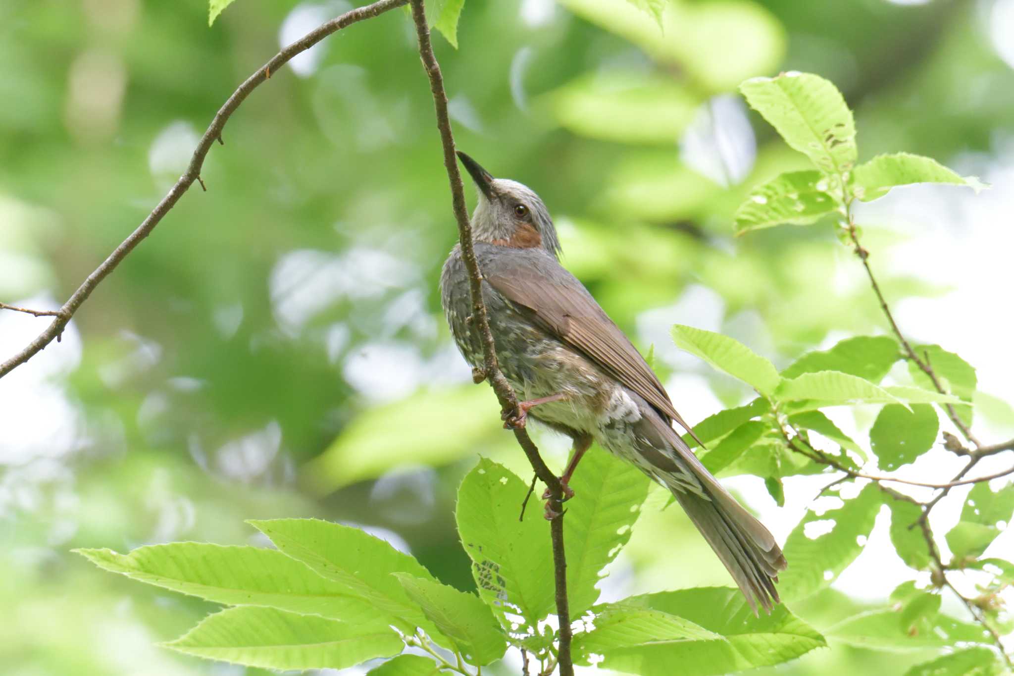 滋賀県甲賀市甲南町創造の森 ヒヨドリの写真 by masatsubo