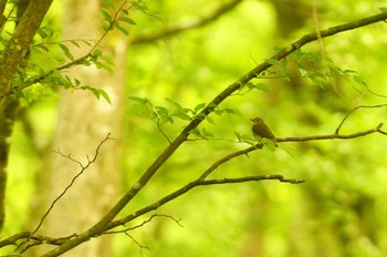 Narcissus Flycatcher 静岡県 Thu, 5/28/2020