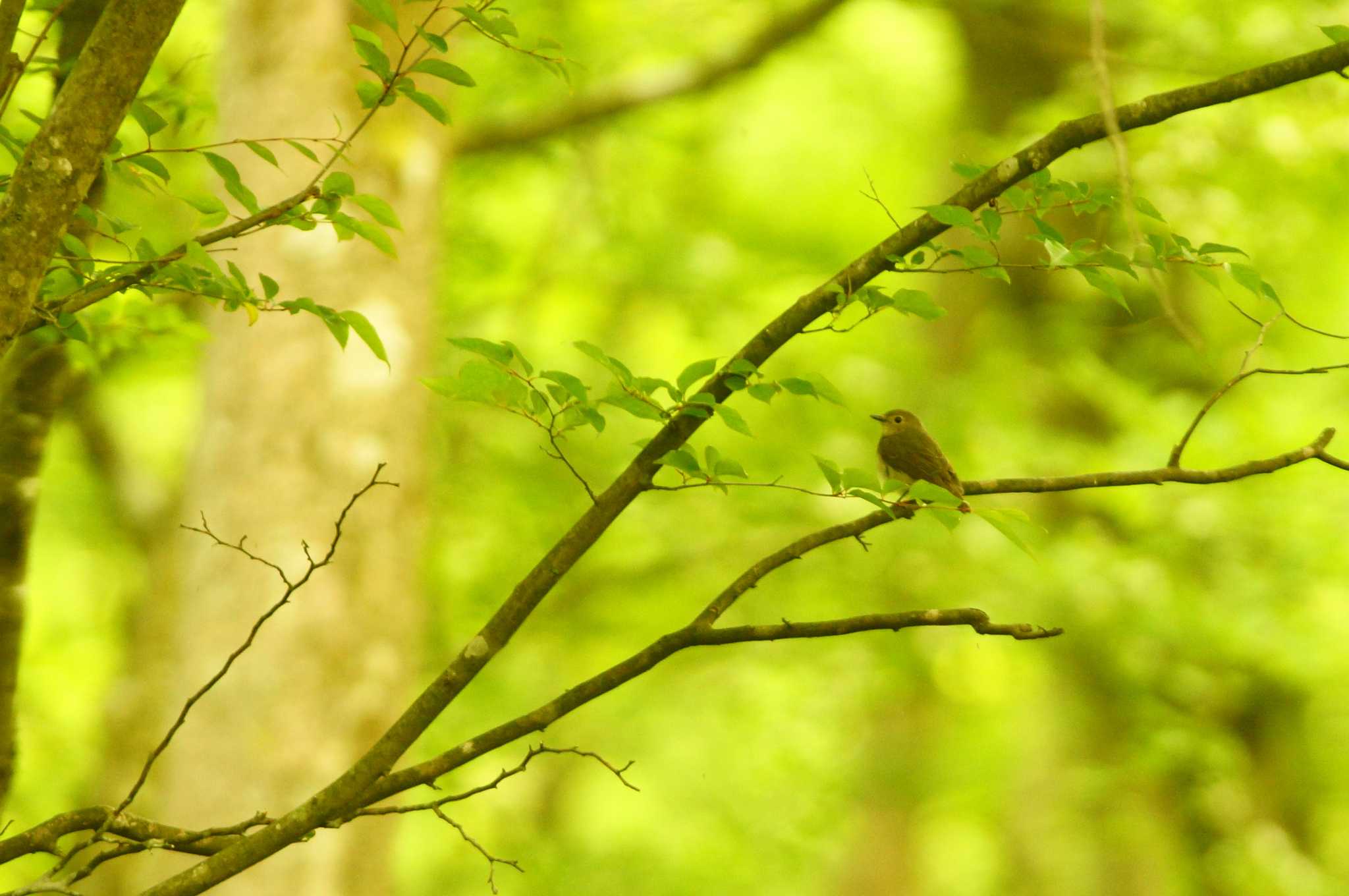 Photo of Narcissus Flycatcher at 静岡県 by bea