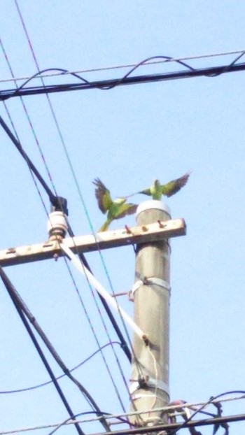 ワカケホンセイインコ 世田谷区 2020年6月4日(木)