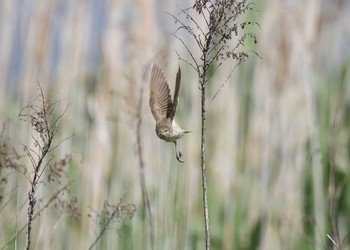 Oriental Reed Warbler 加古大池 Sun, 5/24/2020