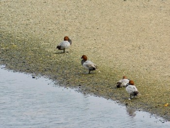 Common Pochard 鈴鹿川派川河口 Thu, 6/4/2020