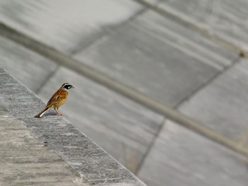 Meadow Bunting 鈴鹿川派川河口 Thu, 6/4/2020