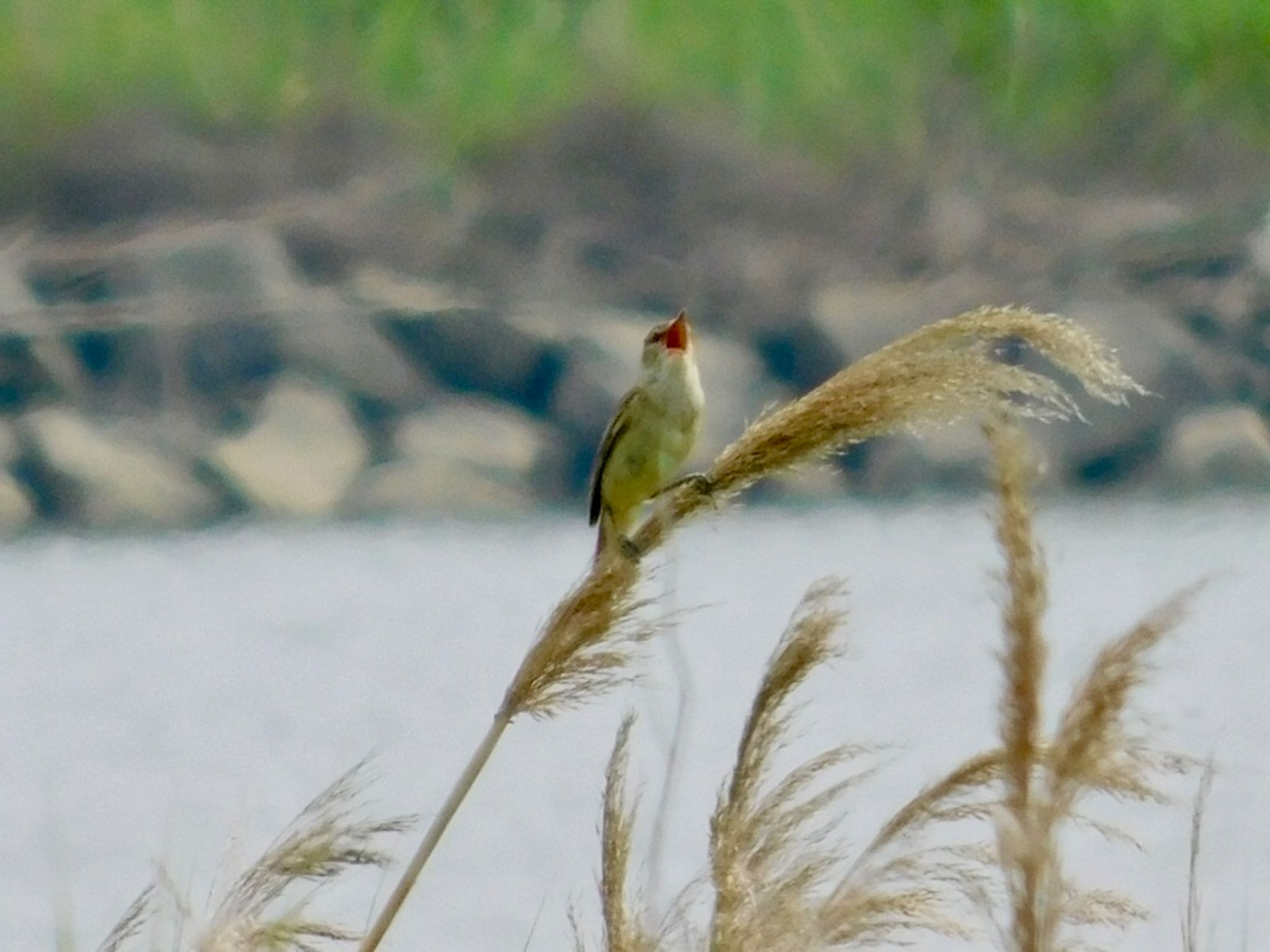 Photo of Oriental Reed Warbler at 鈴鹿川派川河口 by カモちゃん