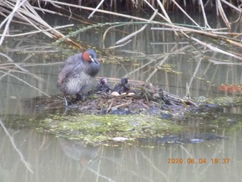 Little Grebe 埼玉県鴻巣市吹上　元荒川 Thu, 6/4/2020