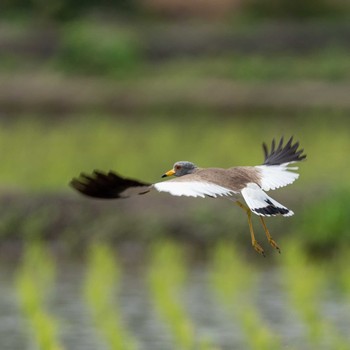 ケリ 栃木県 2020年6月4日(木)