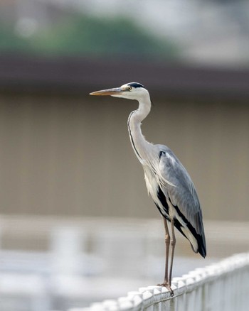 アオサギ 栃木県 2020年6月4日(木)