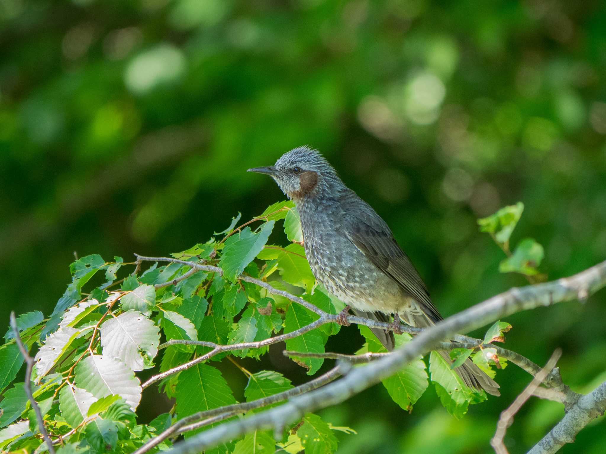 神奈川県 ヒヨドリの写真 by Tosh@Bird