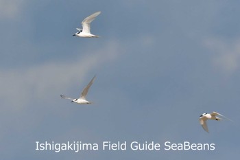 Black-naped Tern Ishigaki Island Thu, 6/4/2020