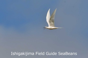 Black-naped Tern Ishigaki Island Thu, 6/4/2020