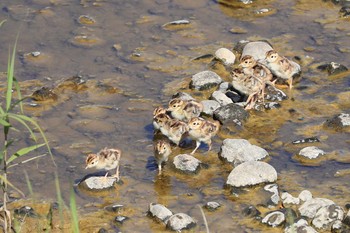 コウライキジ 北海道　函館市　松倉川 2020年6月4日(木)