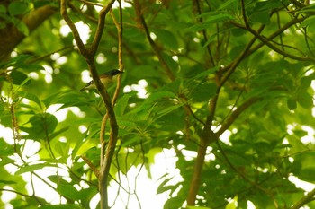 Siberian Blue Robin 静岡県 Thu, 5/28/2020