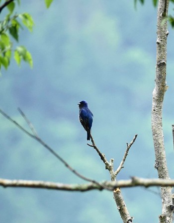 オオルリ 山梨県大月市真木小金沢林道 2020年6月4日(木)