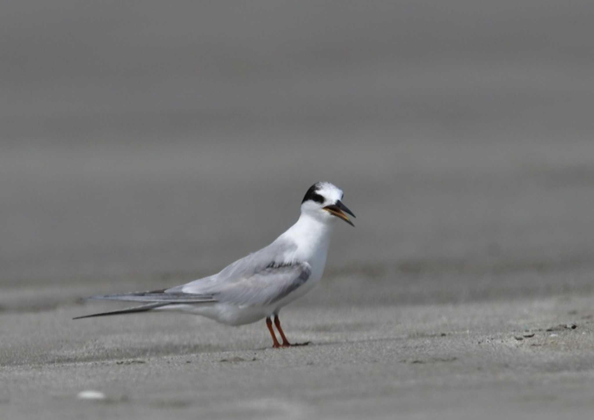 この野鳥の種類を教えてください！ by 野口洪志