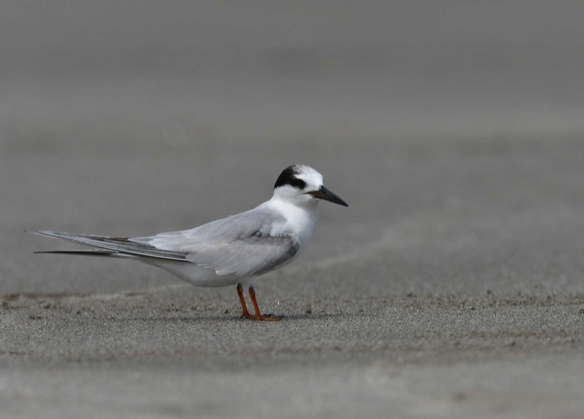 この野鳥の種類を教えてください！ by 野口洪志