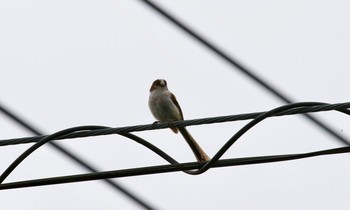 Long-tailed Tit 大分県竹田市飛田川 Thu, 6/4/2020