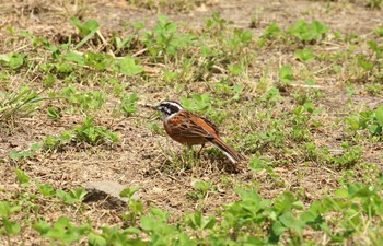 Meadow Bunting やすらぎ公園 Thu, 6/4/2020