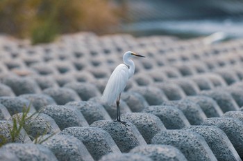 Unknown Species 八王子浅川 Fri, 6/5/2020