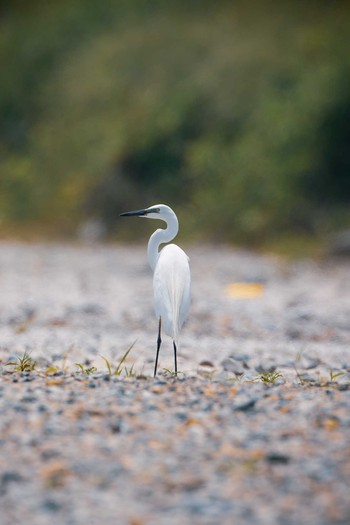 Unknown Species 八王子浅川 Fri, 6/5/2020