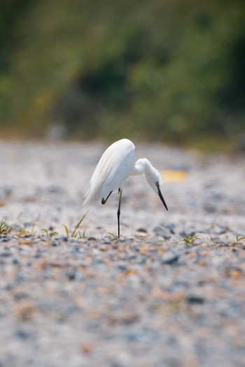 Unknown Species 八王子浅川 Fri, 6/5/2020