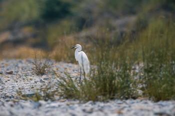 Unknown Species 八王子浅川 Fri, 6/5/2020