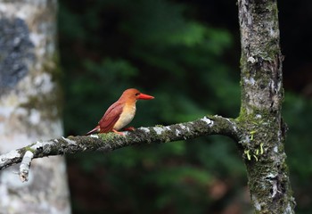 アカショウビン 青森県 2018年6月16日(土)