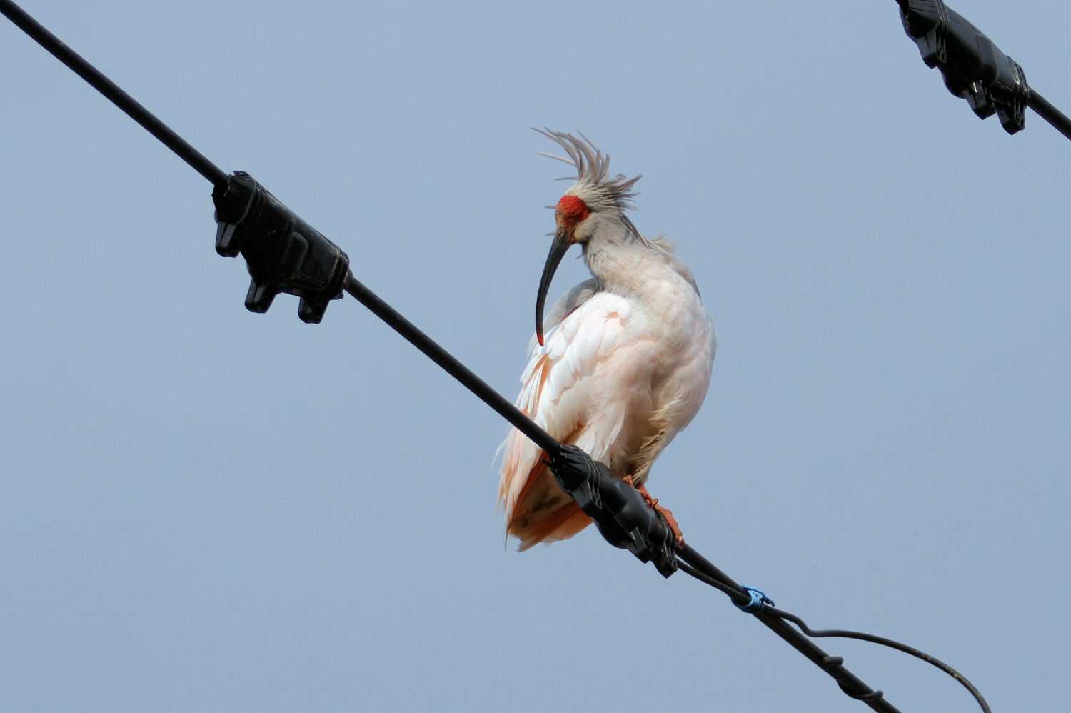  トキの写真