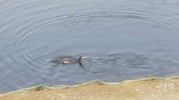 Great Cormorant 六甲山 Fri, 6/5/2020