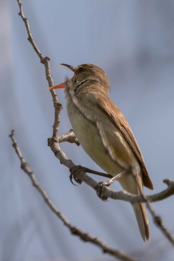 Oriental Reed Warbler 平城宮跡 Fri, 6/5/2020