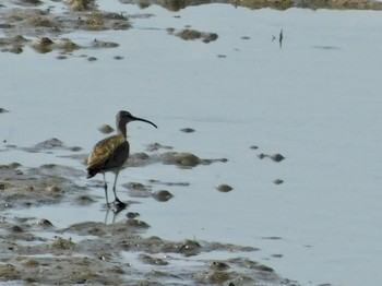 Eurasian Whimbrel 安濃川河口 Fri, 6/5/2020